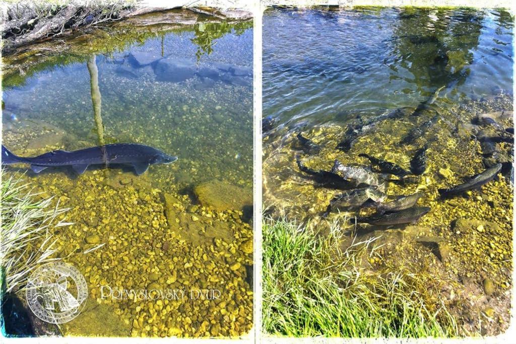 Premyslovsky Dvur * Slezske Pavlovice